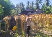 Wujudkan Ketahanan Pangan, Bhabinkamtibmas Polsek Banggae Dampingi Kelompok Tani Bunga Pussu Panen Jagung