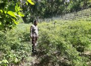 Bhabinkamtibmas Polsek Banggae Pantau Perkembangan Kebun Cabai, Dukung Ketahanan Pangan Nasional