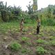 Bhabinkamtibmas Polsek Banggae Pantau Tanaman Singkong Warga, Wujud Dukung Program Ketahanan Pangan Nasional