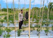 Jaga Produktivitas Petani, Bhabinkamtibmas Polsek Banggae Pantau Kebun Cabai Kelompok Tani Paendo
