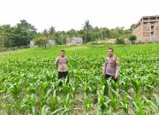 Perkuat Swasembada Pangan, Kapolsek Banggae Pantau Pertumbuhan Jagung Kelompok Tani Sipatokkon