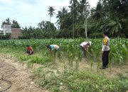 Bhabinkamtibmas Polsek Sendana Pantau Lahan Jagung Warga, Dukung Ketahanan Pangan di Sendana