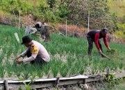 Jaga Stok Pangan, Bhabinkamtibmas Polsek Banggae Monitoring Lahan Bawang Kelompok Tani Bunga Tanjung