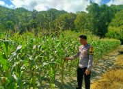 Bhabinkamtibmas Polsek Pamboang Intensif Dampingi Kelompok Tani, Pastikan Jagung Manis Tumbuh Optimal