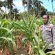 Bhabinkamtibmas Polsek Banggae Kawal Perkembangan Tanaman Jagung Kelompok Tani Randang Balisa