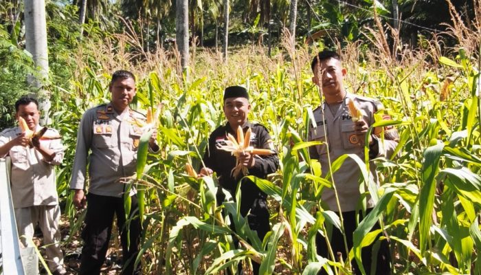 Kapolsek Banggae Turun ke Lahan, Panen Jagung Bersama Petani Wujud Dukungan Nyata Ketahanan Pangan Nasional