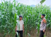 Bhabinkamtibmas Polsek Malunda Kawal Ketahanan Pangan, Tanaman Jagung Kelompok Tani Binaan Tumbuh Subur