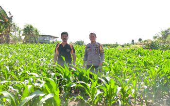 Bhabinkamtibmas Polsek Banggae Dampingi Petani, Optimistis Jagung Tumbuh Subur Dukung Ketahanan Pangan Nasional