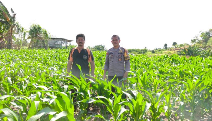 Bhabinkamtibmas Polsek Banggae Dampingi Petani, Optimistis Jagung Tumbuh Subur Dukung Ketahanan Pangan Nasional