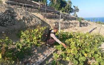 Bhabinkamtibmas Polsek Pamboang Pantau Lahan Pertanian Kacang Hijau, Dorong Produktivitas Pertanian