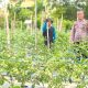 Sambangi Kebun Tomat, Bripka Ahmadi Motivasi Petani Wujudkan Ketahanan Pangan Nasional