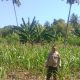 Sinergi Polisi dan Petani, Bhabinkamtibmas Polsek Banggae Timur Awasi Pertumbuhan Jagung Warga Lembang