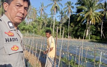 Bhabinkamtibmas Polsek Sendana Turun Langsung Rawat Kebun Cabai, Wujud Nyata Dukung Ketahanan Pangan Nasional