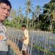Bhabinkamtibmas Polsek Sendana Turun Langsung Rawat Kebun Cabai, Wujud Nyata Dukung Ketahanan Pangan Nasional