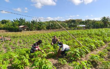 Pantau Tanaman Singkong Usia 60 Hari, Bhabinkamtibmas Polsek Banggae Beri Motivasi kepada Petani
