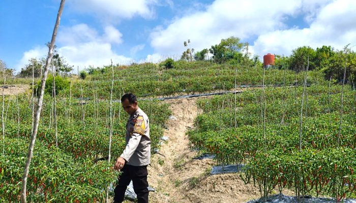 Perkuat Ketahanan Pangan, Bhabinkamtibmas Polsek Banggae Tinjau Perkembangan Kebun Cabai Warga Salabulo