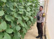 Bhabinkamtibmas Polsek Banggae Bersama Pemerintah Kelurahan Tinjau Perkembangan Melon Hidroponik, Dukung Ketahanan Pangan di Majene