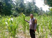 Bhabinkamtibmas Polsek Pamboang Pantau Perkembangan Jagung Manis di Lamaru, Dukung Ketahanan Pangan Warga