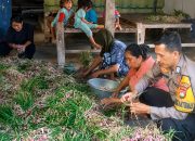 Bhabinkamtibmas Polsek Pamboang Sambangi Petani Panen Bawang Merah Jadi Bukti Nyata Dukungan Ketahanan Pangan