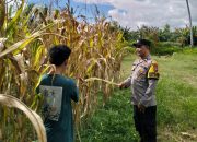 Bhabinkamtibmas Polsek Malunda Dorong Ketahanan Pangan Lewat Pemantauan Tanaman Jagung