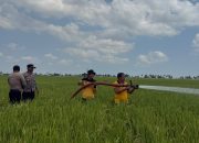 Sawah Warga Kekeringan, Polres Sidrap Turunkan Water Cannon Selamatkan Tanaman Padi