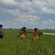 Sawah Warga Kekeringan, Polres Sidrap Turunkan Water Cannon Selamatkan Tanaman Padi