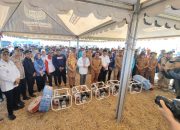 Panen Raya di Sidrap, Wakil Gubernur Sulsel Puji Terobosan Kapolres Aliri Sawah Warga di Musim Kemarau