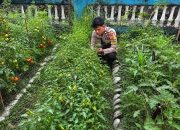 Dukung Ketahanan Pangan, Bhabinkamtibmas Polsek Pamboang Ajak Warga Produktifkan Lahan Pekarangan