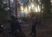 Seorang Bakar Rumput di Kebun Ciptakan Pohon Bara Setinggi 7 Meter di Laiyolo, Polisi dan Warga Turun Tangan