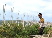 Tomat Tumbuh Subur, Bhabinkamtibmas Polsek Banggae Beri Dukungan kepada Petani