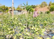 Sambangi Ladang Tomat, Bhabinkamtibmas Polsek Banggae Dorong Petani Tingkatkan Hasil Panen