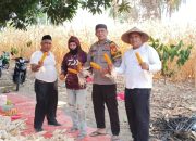 Bhabinkamtibmas Polsek Malunda Pantau Jagung Siap Panen, Dorong Warga Optimalkan Lahan Pertanian