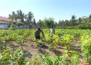 Kawal Ketahanan Pangan, Bhabinkamtibmas Banggae Pantau Perkembangan Tanaman Singkong Petani