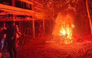 Tidak Ada Ampun! Polisi Gerebek Arena Sabung Ayam di Bone, Sejumlah Arena Dibongkar dan Dibakar
